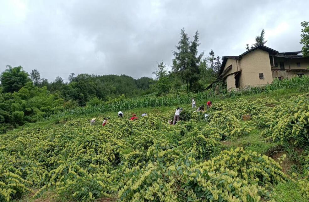 开州：一人引得产业来 遍地开满山银花 