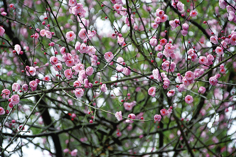 红梅花苞挂满枝头。